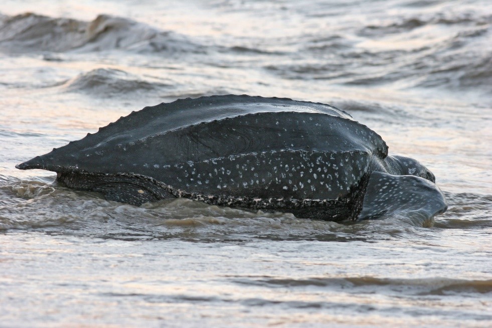 5 Things You Need to Know About Sea Turtle Season on the Space Coast