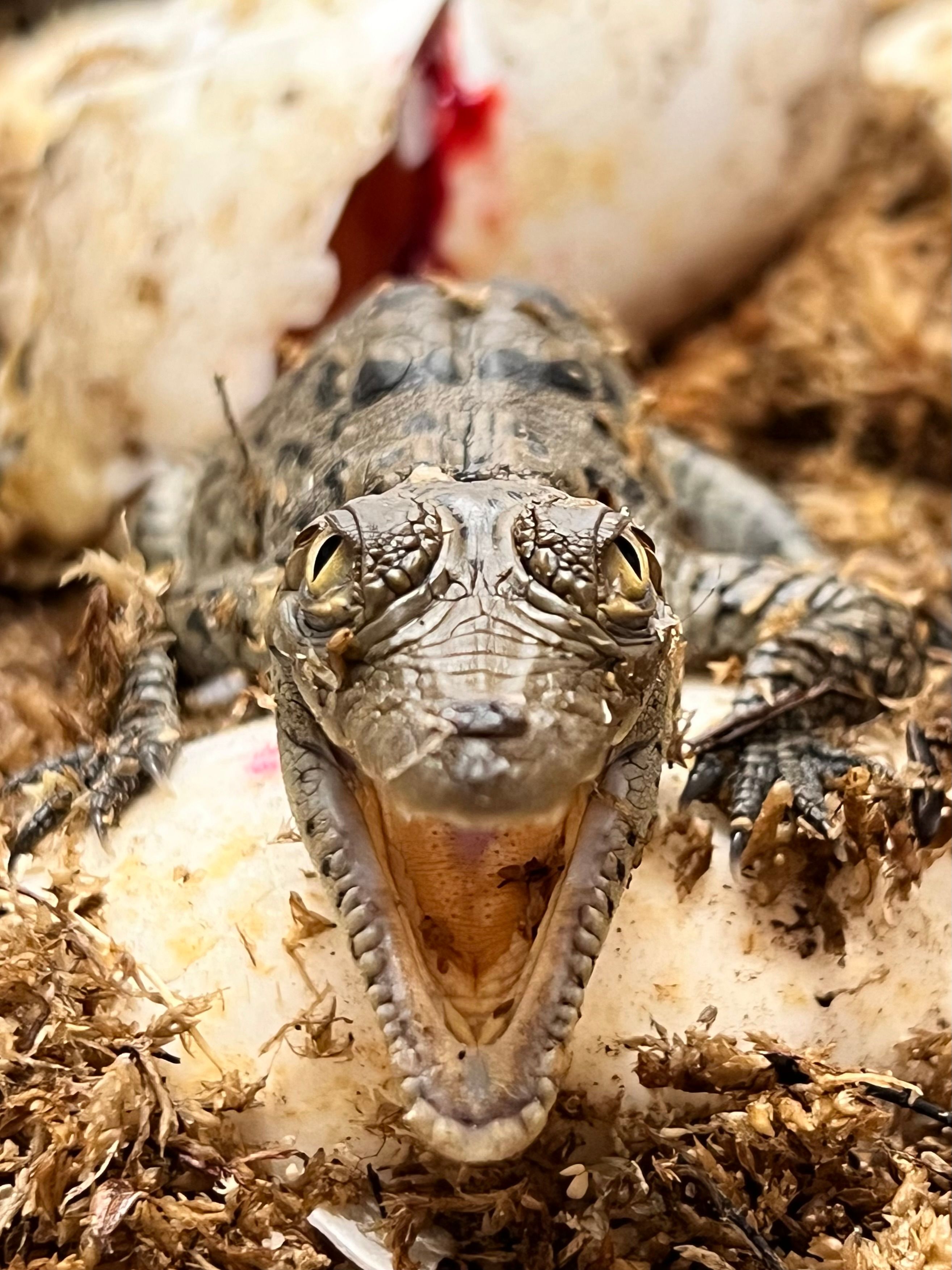 Rare albino alligator babies hatched at Wild Florida