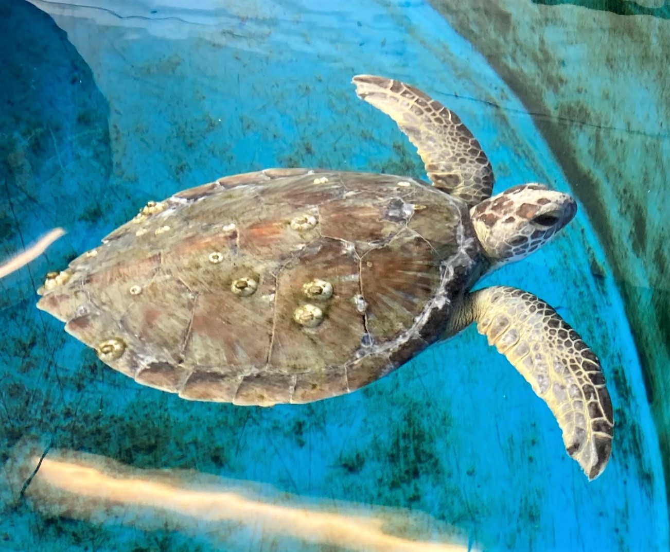 Turtles and Events at Clearwater Marine Aquarium