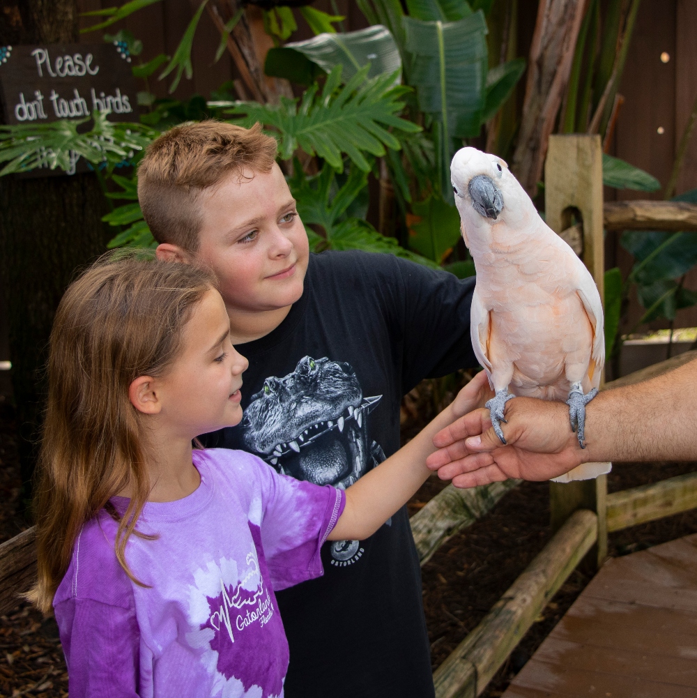 orlando florida alligator tours