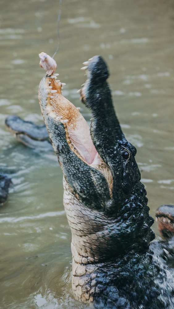 Wild Florida Airboats & Wildlife Park Guide 2023 - Orlando Attractions