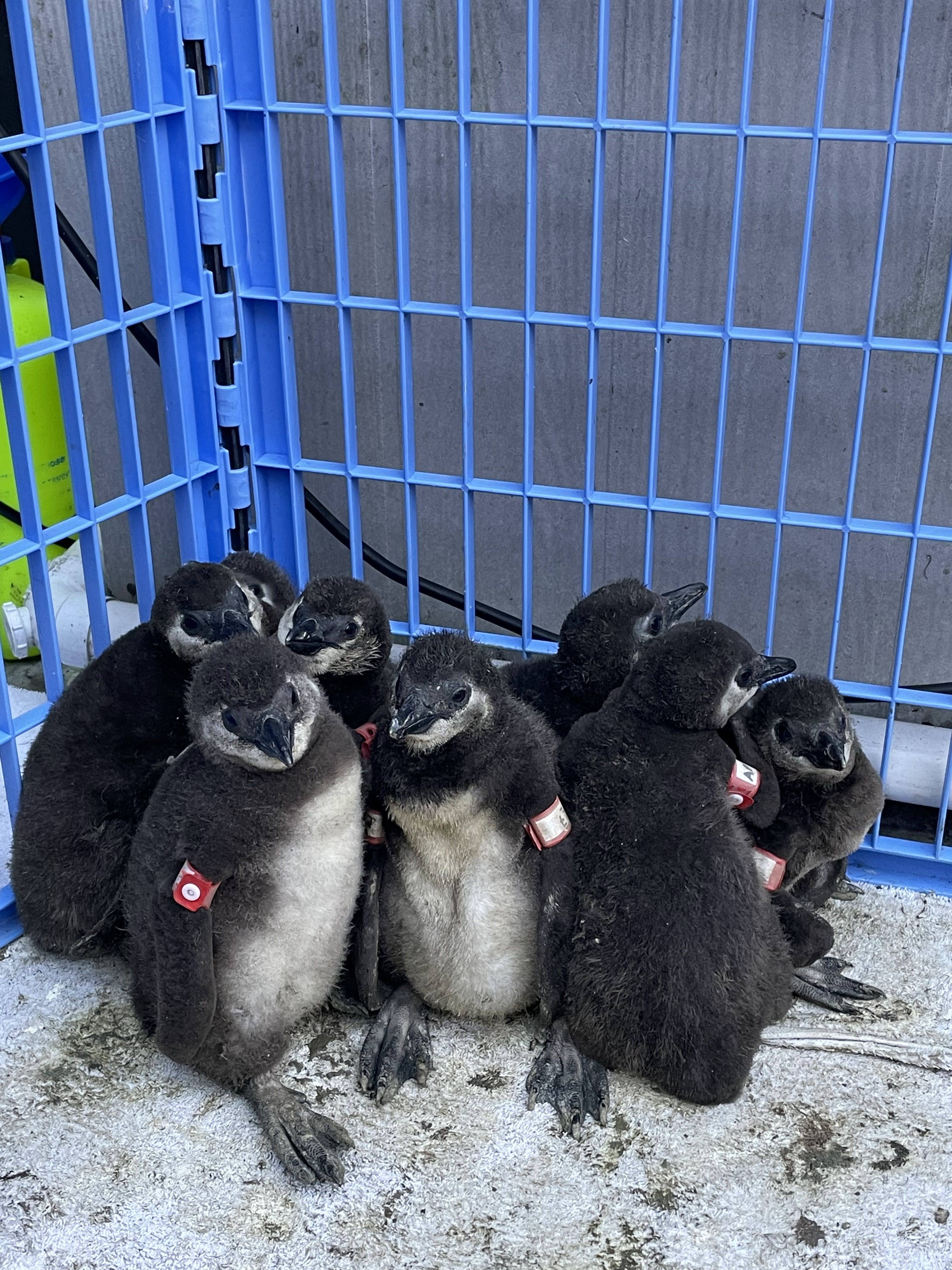rescued penguins