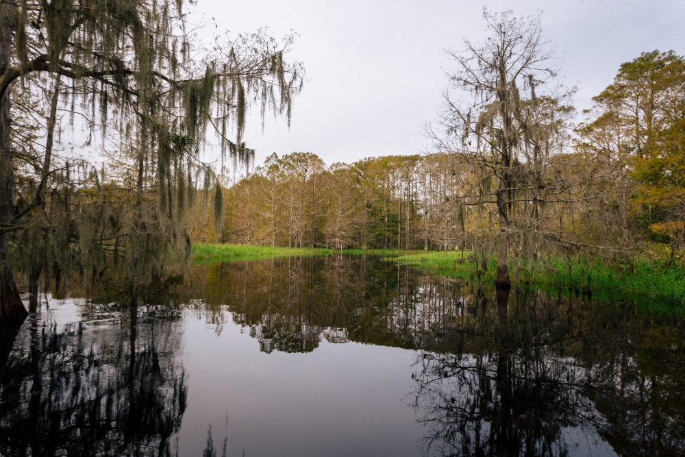 Wild Florida - Airboats - 2 (1)