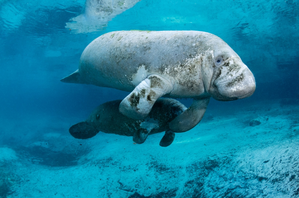 Manatee exploring its habitat at Manatee Festival 2025