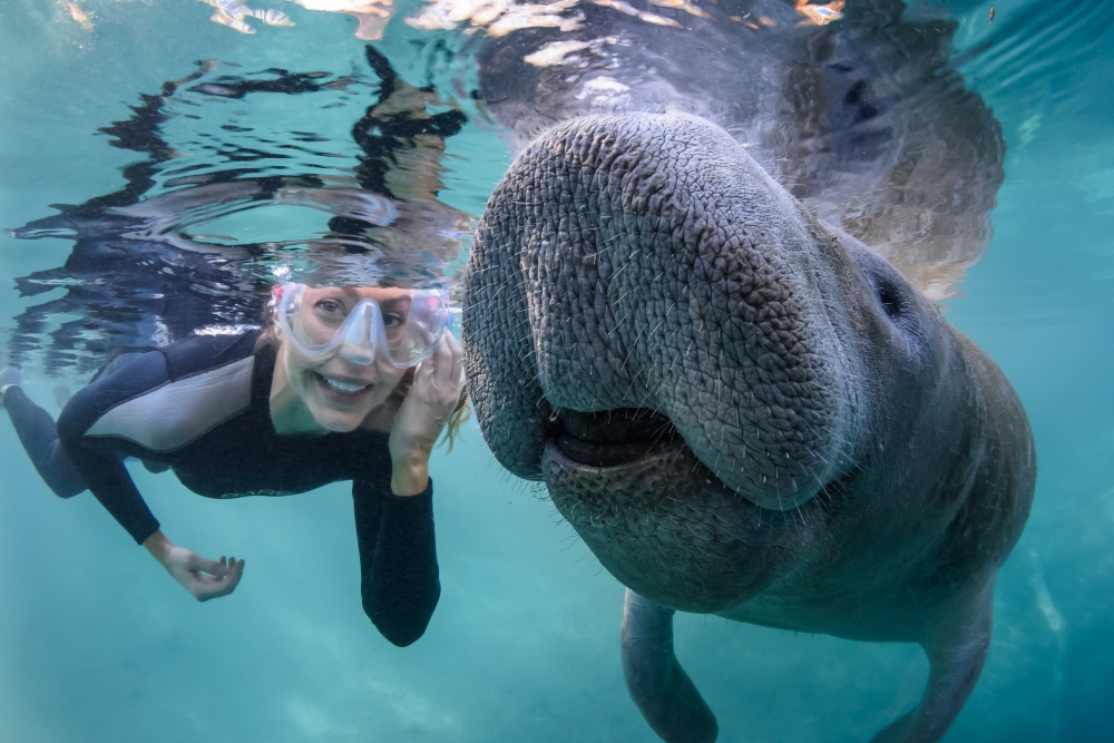 Manatees_DiscCR_Grant_11Feb17shoot