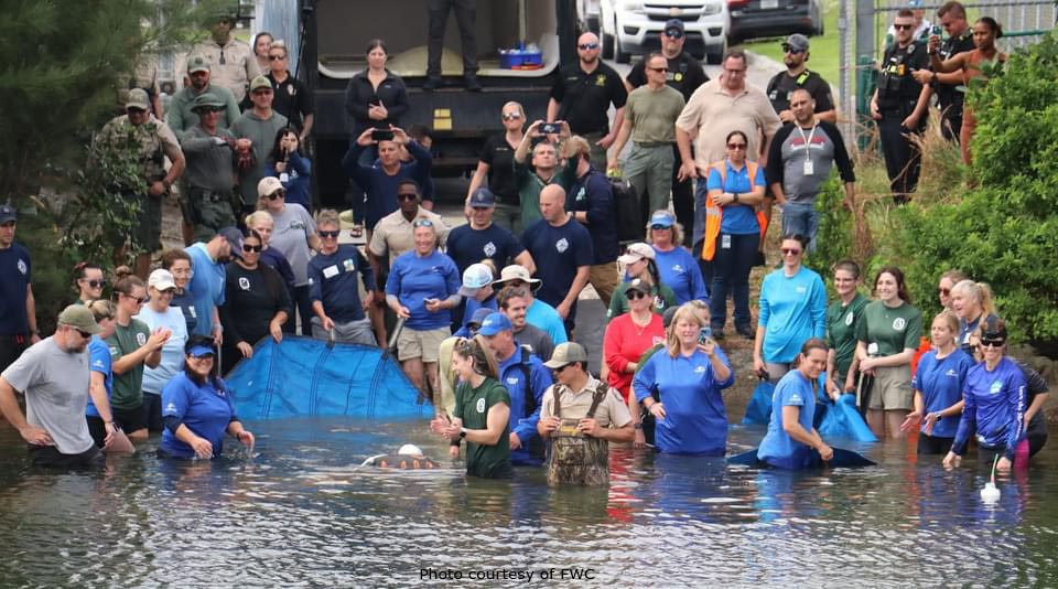 SeaWorld Returns Mother-Daughter Manatees To Florida Waters