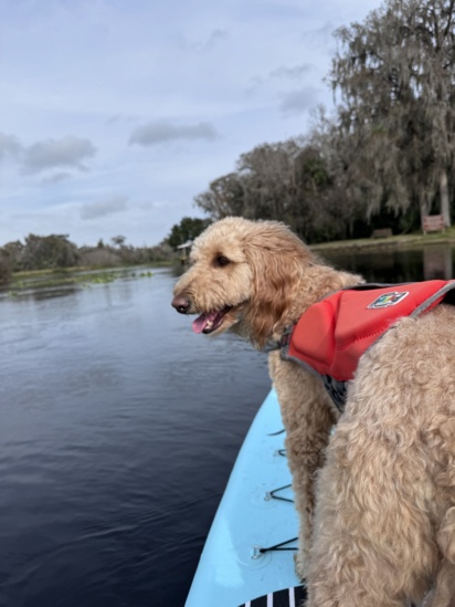 orlandonorth_paddleboard_dogs