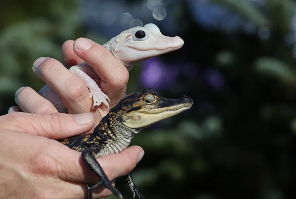 Gatorland Chooses Names For Baby Leucistic Alligator and Her Brother