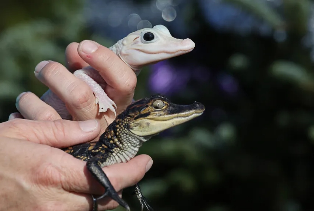 orlando florida alligator tours