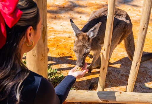 Revamped Kangaroo Habitat Bouncing Back At Busch Gardens
