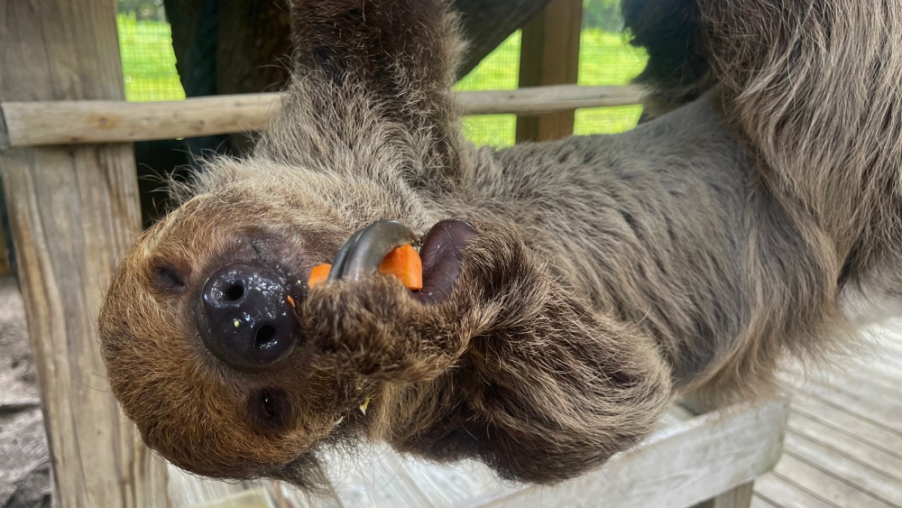 wildflorida_sloth