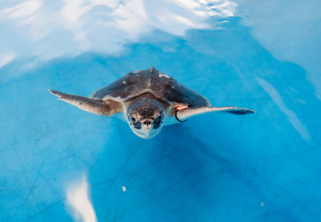 Turtle Rescue at Clearwater Marine Aquarium