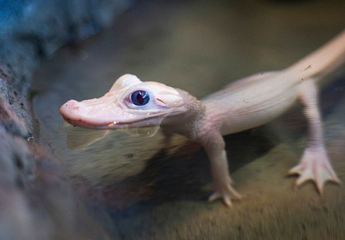 Rarest Alligators in World Born at Gatorland Move Into New Home