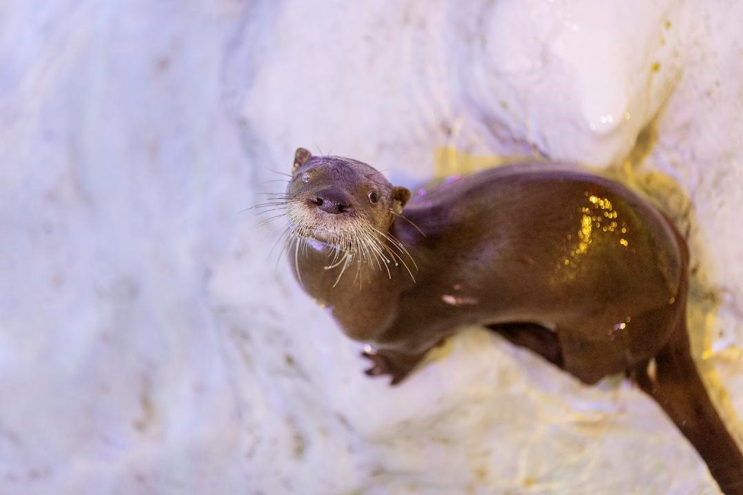 Clearwater Marine Aquarium Has New Rescues