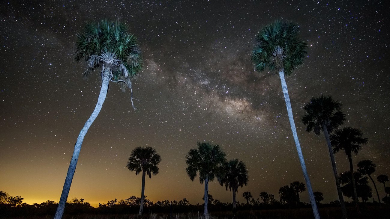 big cypress