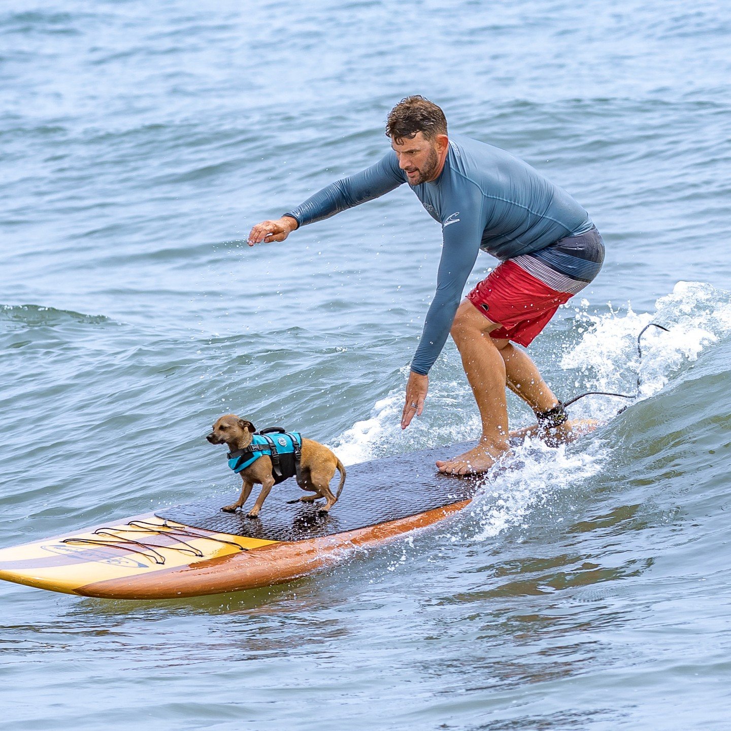 flagler_dogsurfing