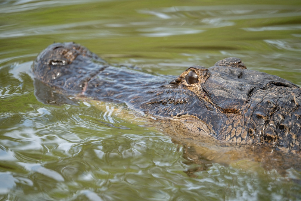 Gatorland Global Continues to Save Lives