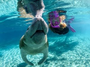 Escape the British Winter: Swim with Manatees in Crystal River, Florida