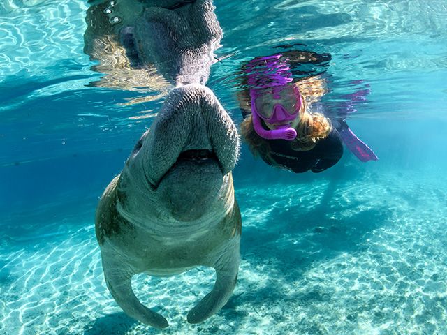 Escape the British Winter: Swim with Manatees in Crystal River, Florida