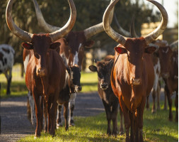 Wild Florida Drive-Thru Safari Park