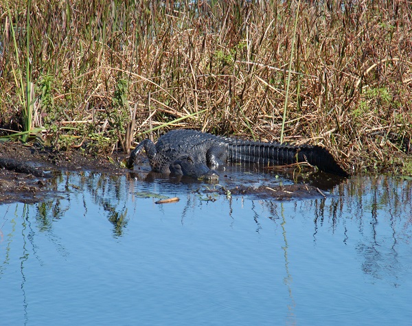 Boggy Creek Orlando One Hour Scenic Nature Airboat Ride 