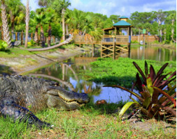 Wild Florida Wildlife Park Animal Encounter