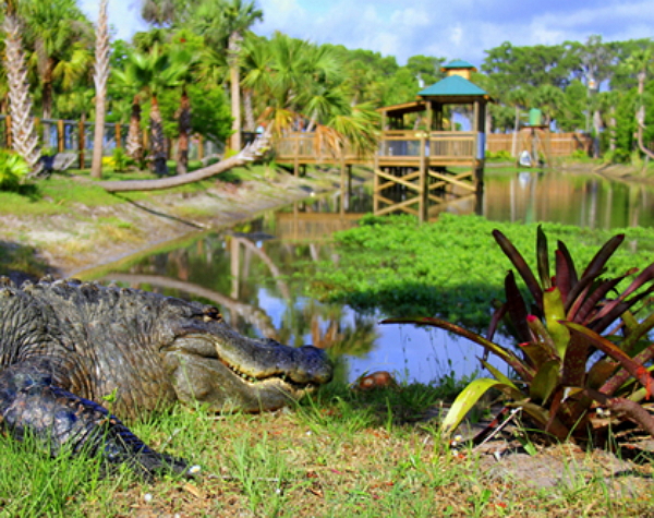 Wild Florida 1 Hour Everglades Tour & Wildlife Park Admission with Transportation