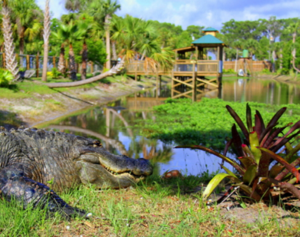 wildlife tour florida