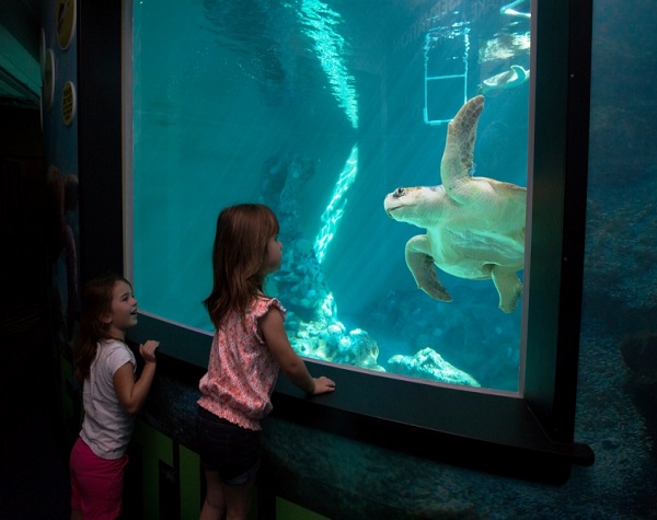 Clearwater Marine Aquarium florida tickets