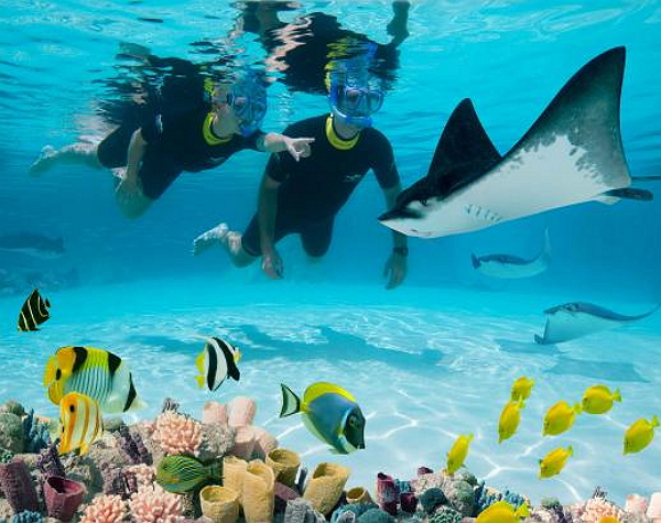 Discovery Cove Non-Dolphin Swim Package