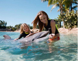 Discovery Cove Dolphin Swim - PRICES FROM