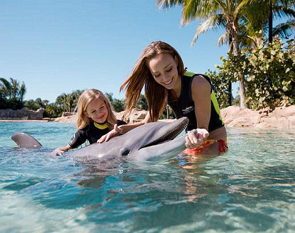 Discovery Cove Dolphin Swim - PRICES FROM