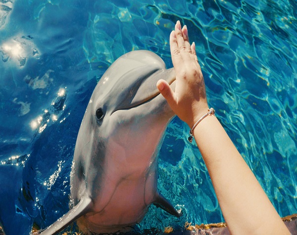 SeaWorld® Dolphin Encounter