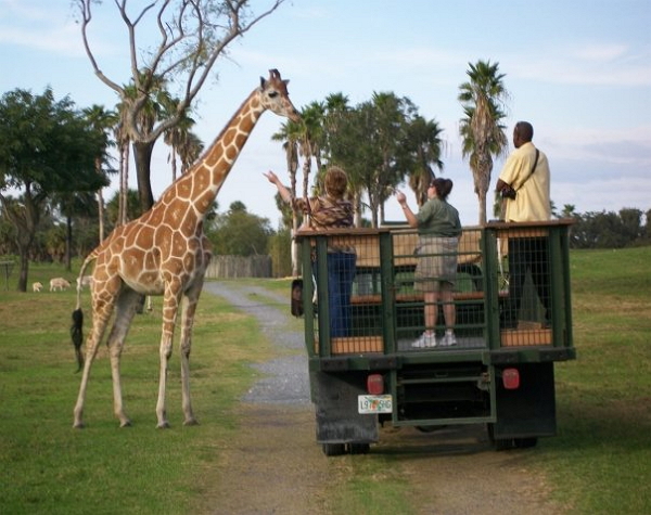 Serengeti Safari In Park Experience Tickets Busch Gardens Tampa