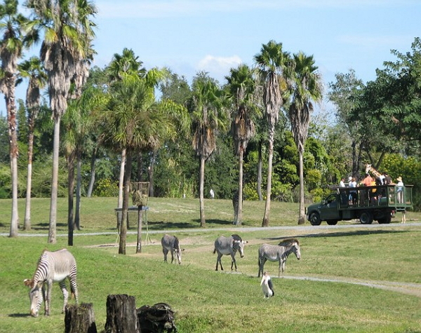 Serengeti Safari In Park Experience Tickets Busch Gardens Tampa