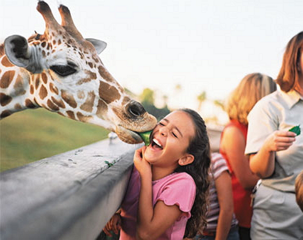 Busch Gardens Serengeti Safari