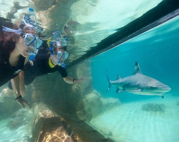 Discovery Cove Non-Dolphin Swim Package + SeaWorld / Aquatica