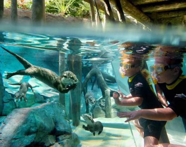 Discovery Cove Ultimate Dolphin Swim Package + SeaWorld / Aquatica / Busch Gardens & FREE Parking