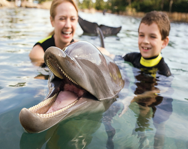 Discovery Cove Dolphin Swim Package + SeaWorld / Aquatica