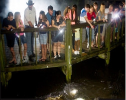 Gatorland Night Shine