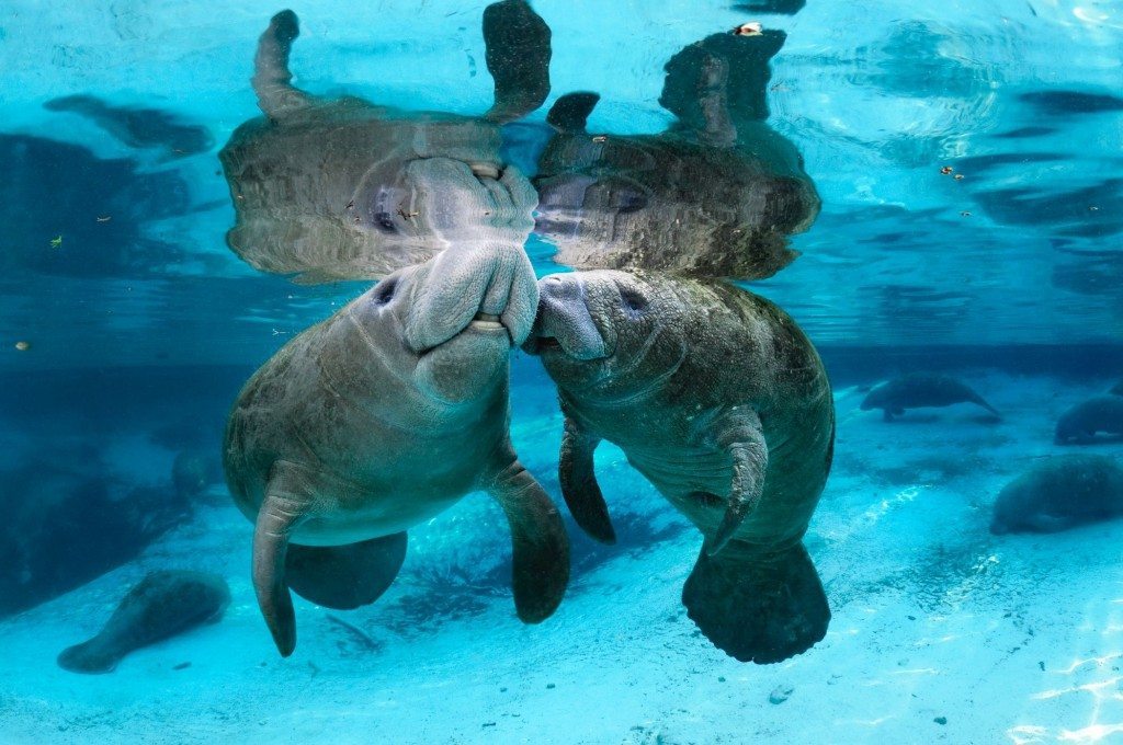 Citrus County Manatees