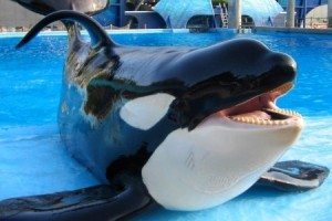 shamu_seaworld-san-diego