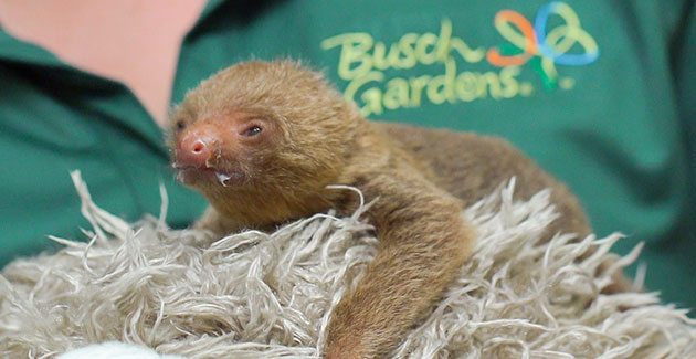 BABY SLOTH