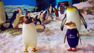 Seaworld penquin wetsuit