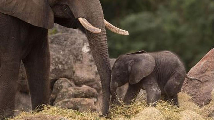 Walt Disney Animal Kingdom Baby Elephant