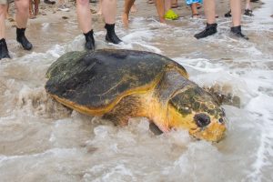 biggest turtle ever rescued