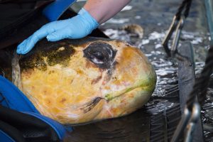 biggest turtle ever rescued