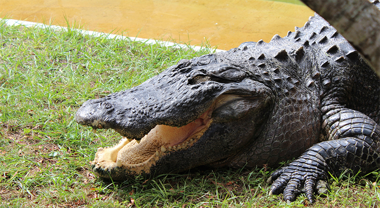 Top 10 Things to do at Gatorland