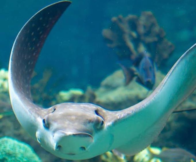 Essentials at the Florida Aquarium