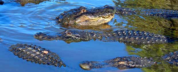 Top 10 Things to do at Gatorland